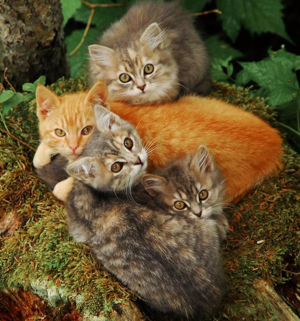 Feral Kittens in Alaska [redux]  kitten