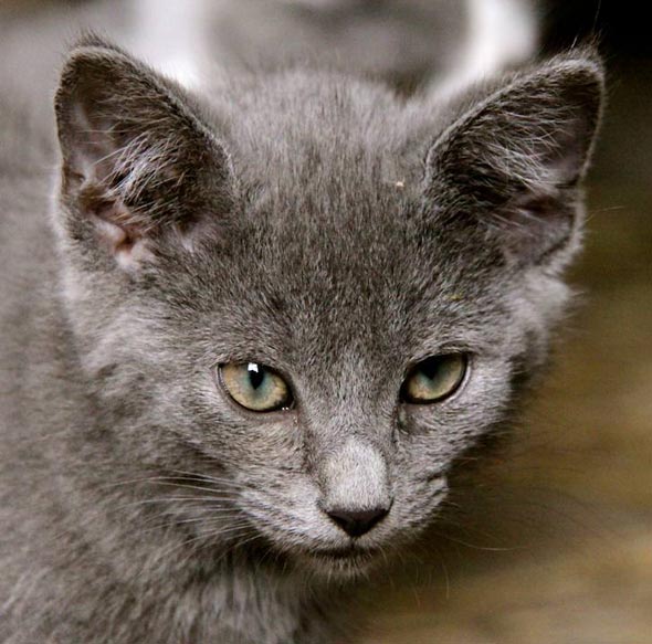 Ohio Barn Kittens: Part 4 of 4 [redux]  kitten