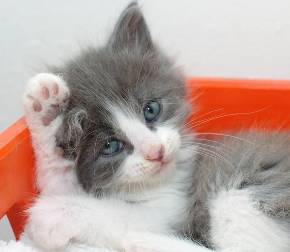 Grey and White Kittens Part 3: Sammy [redux]  kitten