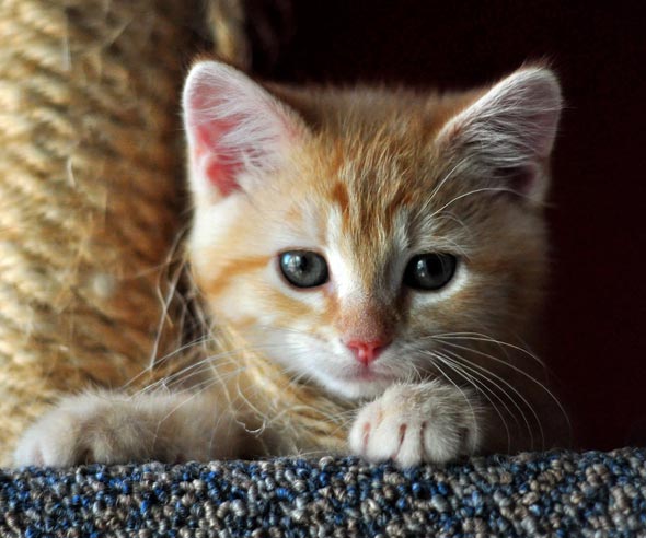 Martha's Kittens Part 4: Ralphie [redux]  kitten