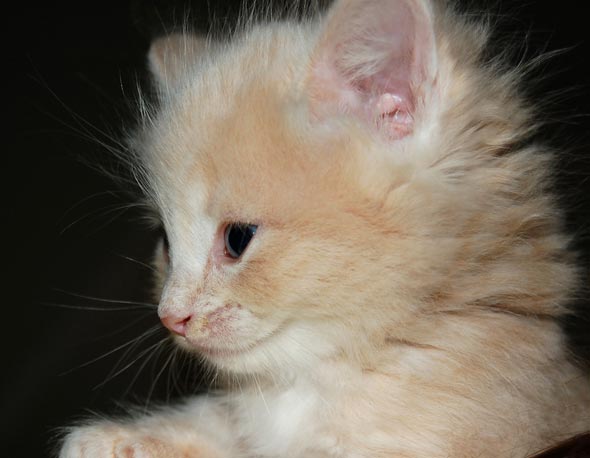 Dior [redux]  kitten
