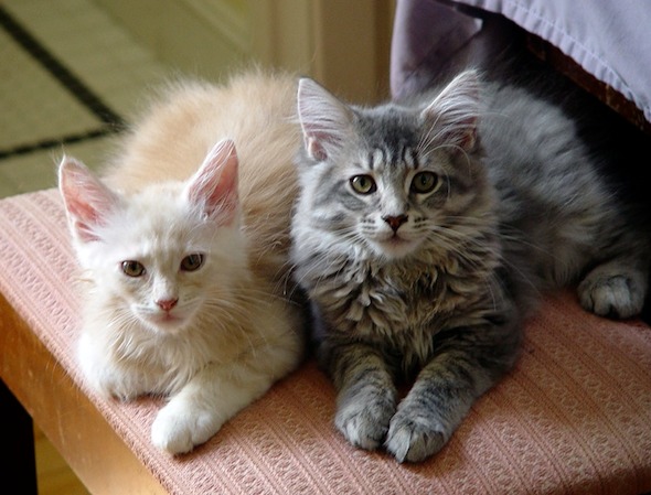 Daisuke and Momiji [redux]  kitten