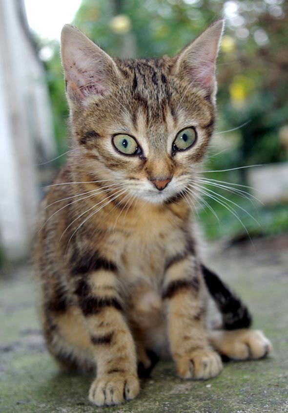 Andelle's Kittens Part 3: Mascaret [redux]  kitten