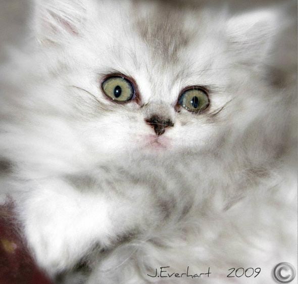 Paris [redux]  Persian kitten