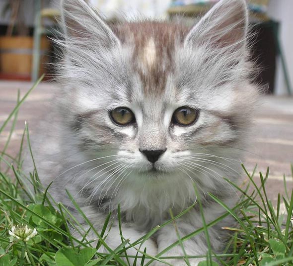 Kitten in Austria [redux]  kitten