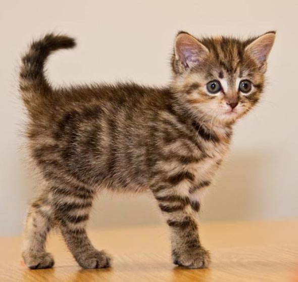 Brown Tabby Kitten [redux]  kitten