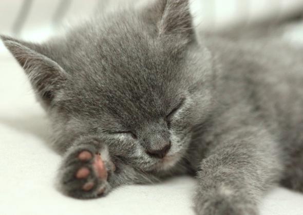 BeiBei's Grey Kittens [redux] kitten
