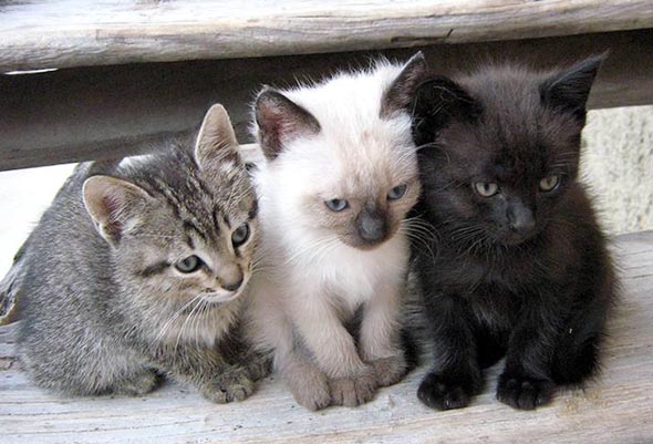Momo, Toby, and Yuki [redux] kitten