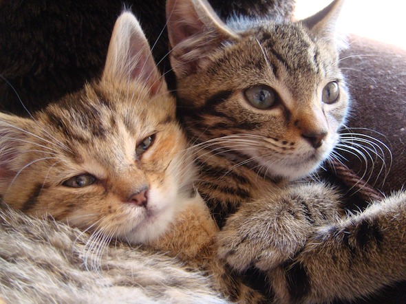 Good Morning Kitten - Smoggy's Friends: Victor & Cleopatra [redux ...