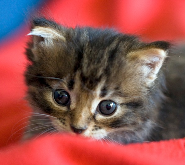 Wizzy [redux]  kitten
