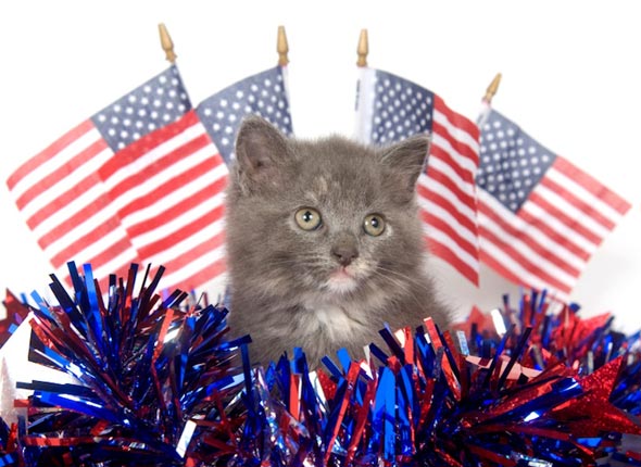 American Kitten [redux]  kitten