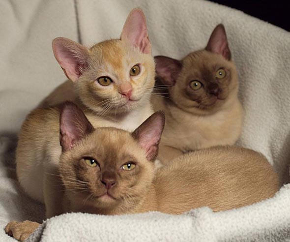 The Three Musketeers [redux]  kitten