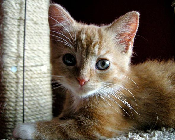 Penny [redux]  kitten