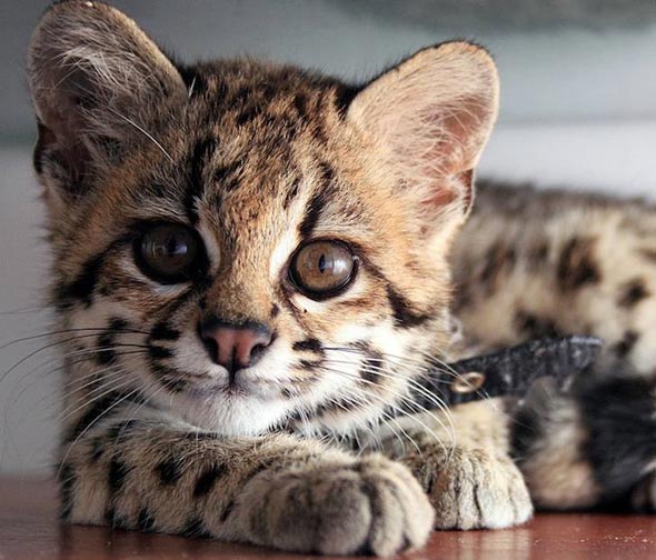 Margay Kitten [redux]  margay kitten