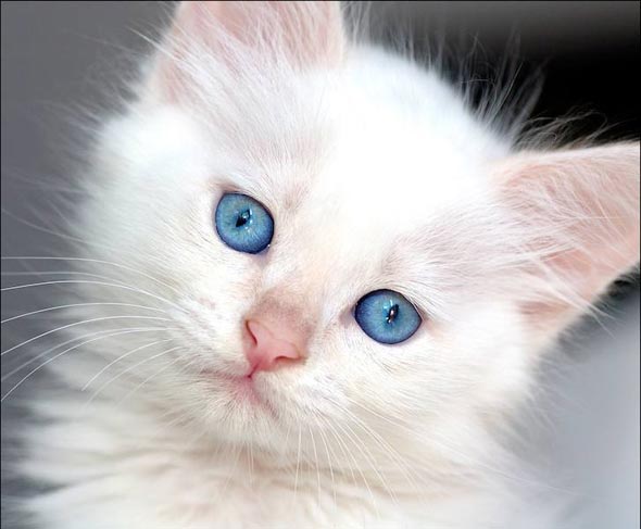 Marshmallow [redux]  kitten