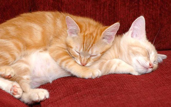 Rusty and Peep [redux]  kitten