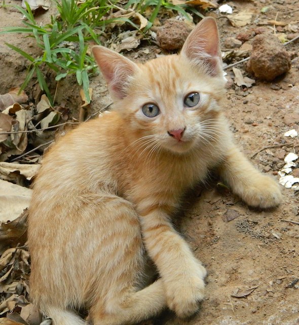 Kittens in Delhi  kitten