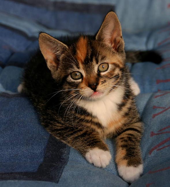 Bailey's Girl Pica [redux]  kitten