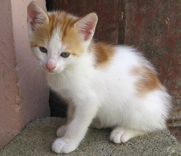 Kittens in the Dominican Republic  kitten