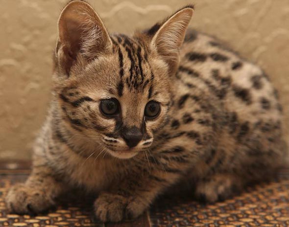 Savannah Kitten [redux]  kitten
