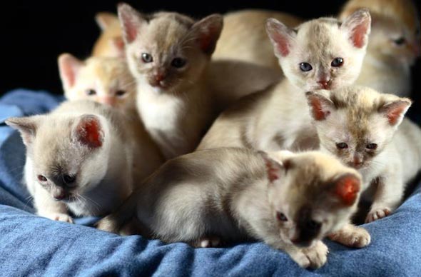 Trouble on 36 Legs [redux]  Burmese kitten