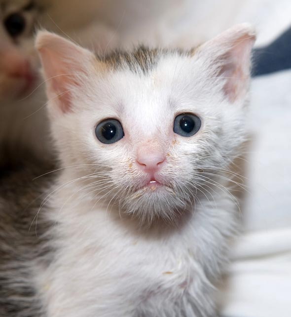 Otto the Foster Kitten [redux]  kitten