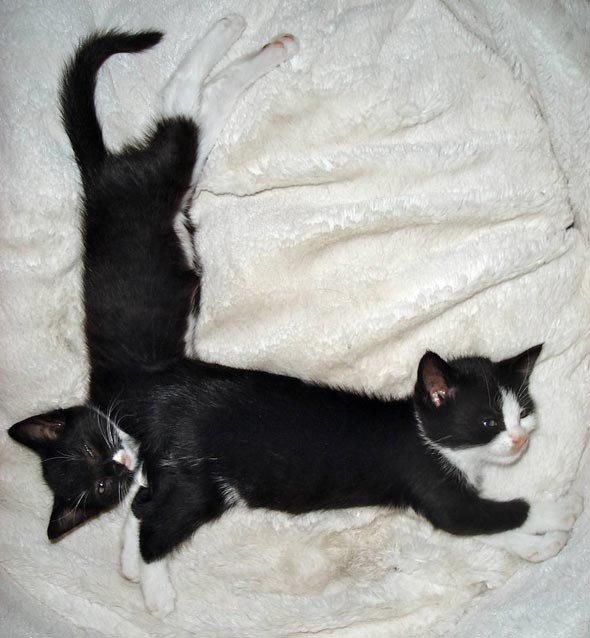 Mitey & Tufty [redux]  kitten