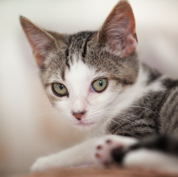 Helen Sanders CatPAWS Success: Sissy  kitten