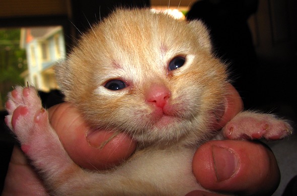 A Tortie Mom's Ginger Kitten [redux]  kitten