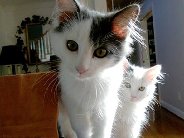 Rocky and Macey [redux]  Turkish Angora kitten