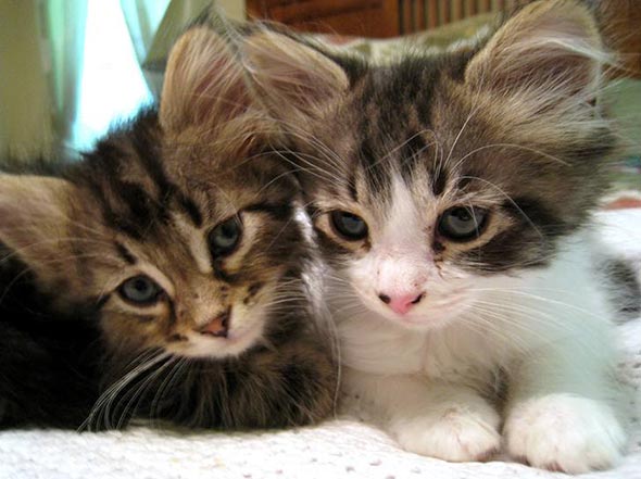 Gary and Missy [redux] kitten