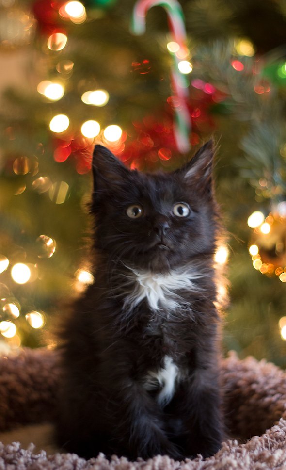 Salem kitten