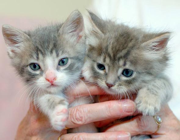 Lewis and Clark [redux]  kitten
