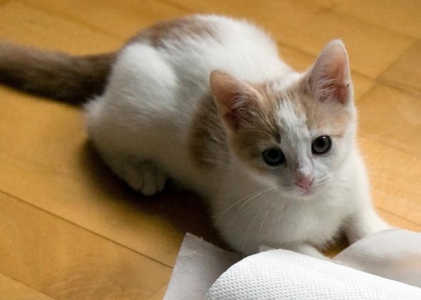 Milo [redux]  kitten