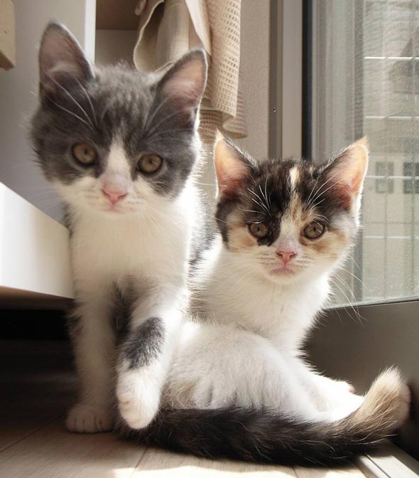 Ani and Imoto [redux]  kitten