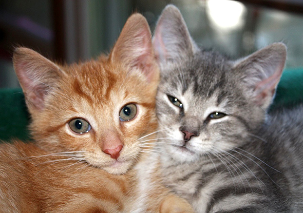 Misty Gray and Ginger [redux]  kitten