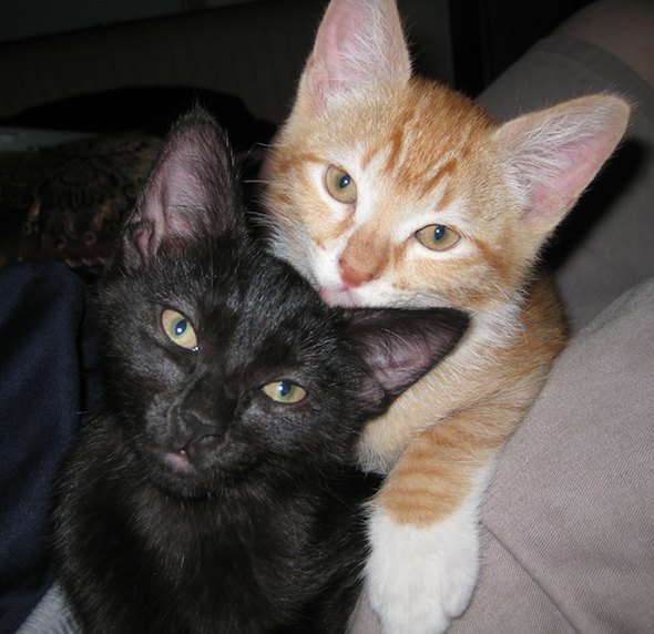 Goblin and Sister [redux]  kitten