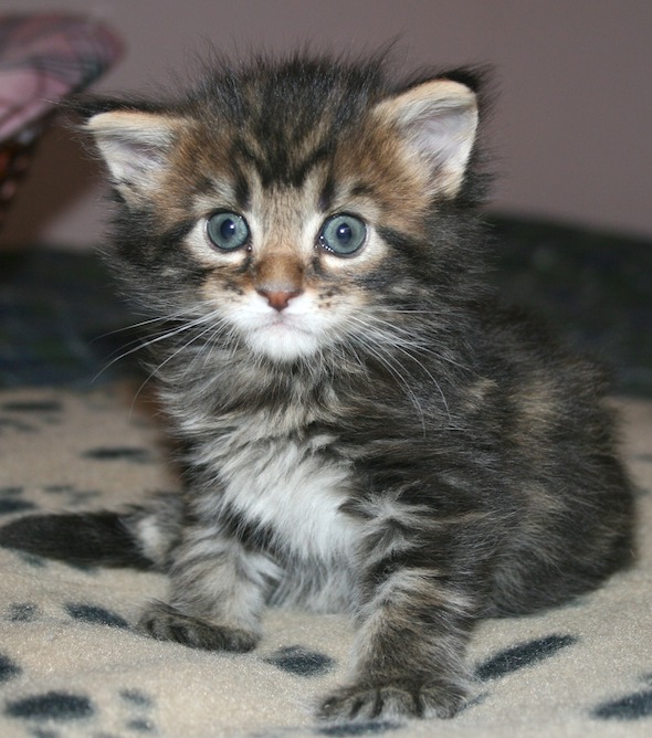Leroy [redux]  kitten