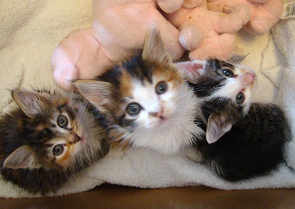 Cookie, Willow & Digby [redux]  kitten