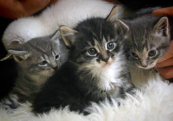 GinGin's Kittens [redux]  kitten