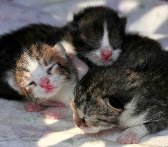Tiger, Gizmo, Katie and Balloo [redux]  kitten
