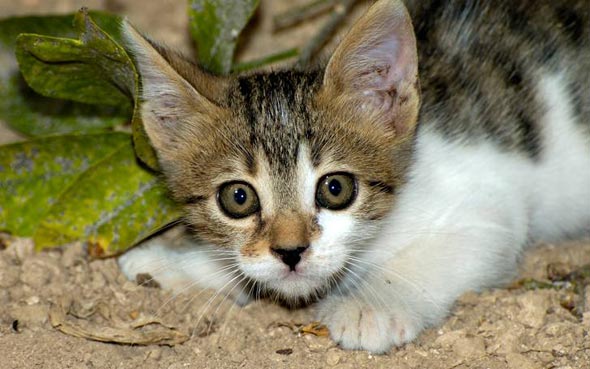 Maya [redux]  kitten