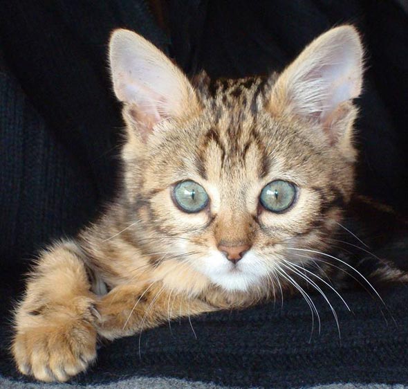 Baby Kitty [redux]  kitten
