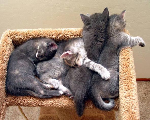 Squishy's Grey Kittens [redux]  kitten