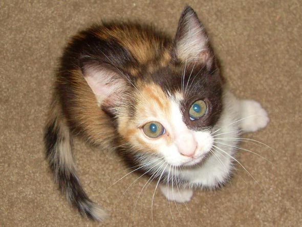 Daisy  kitten