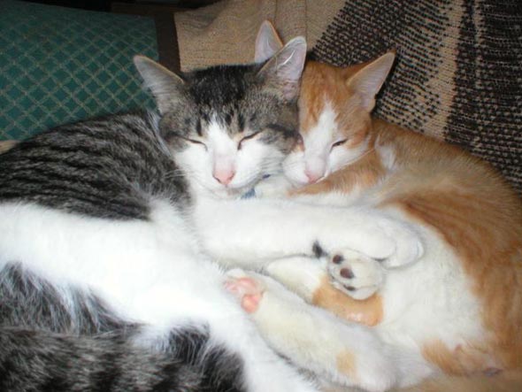 Muzzl and Watson  kitten