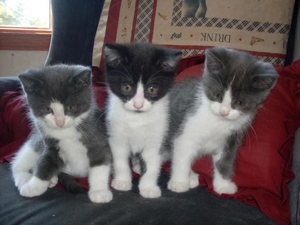 Stormy, Grace, & Feisty  kitten