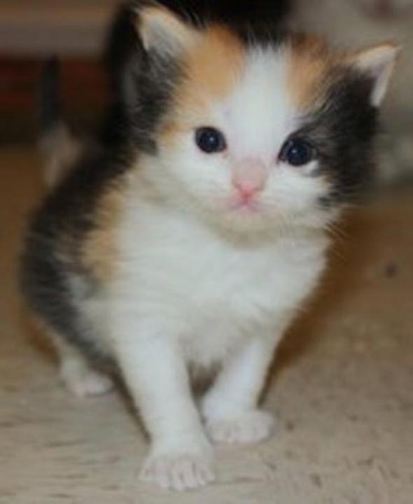 Cassini  kitten