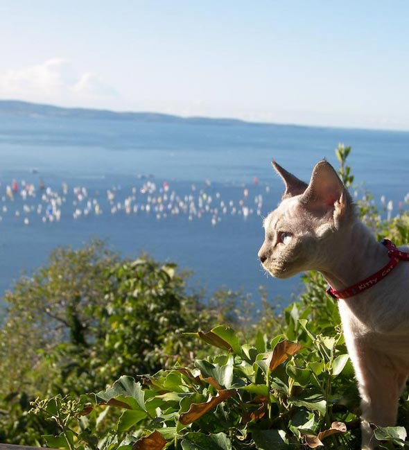 Plumbago Pinguente at the Sailing Race   kitten