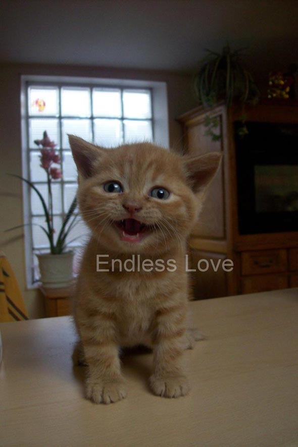 Endless Love  kitten